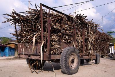 sugar cane haul
