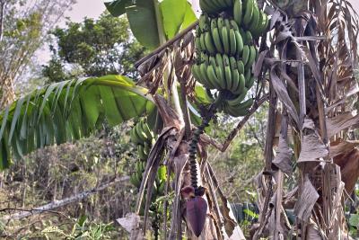 plantain flower