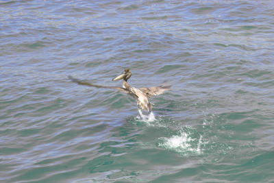 pelican take-off