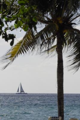 tropical sail