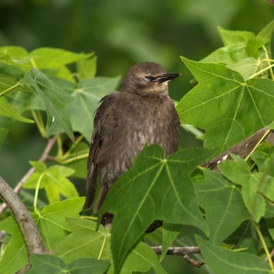 Sleeping Starling