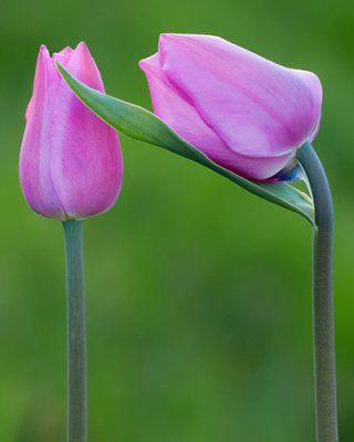 Ottawa Tulips