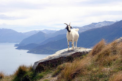 That bloody goat on a rock. Queenstown