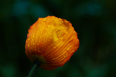 g4/94/457094/3/134573138.LSfeIhiB.jpg