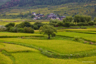 Rice Fields in Paro