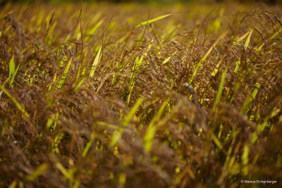 beautiful yellowish rice fields