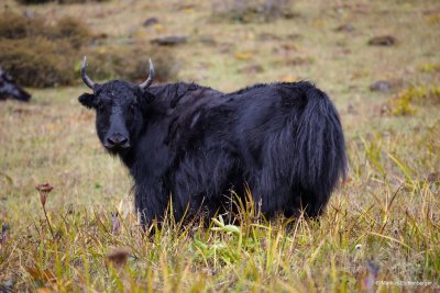 and first view of a Yak