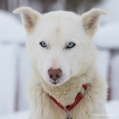 this is a mixed breed between Sibirian and Alaskan