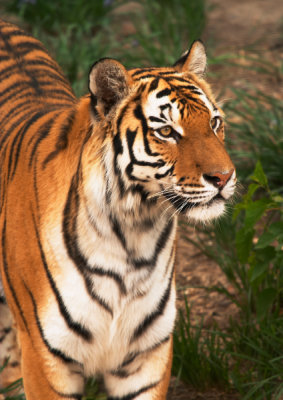 Tiger Beijing Zoo