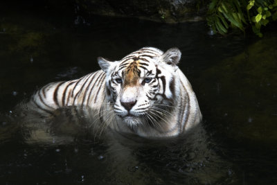 White Tiger Singapore Zoo