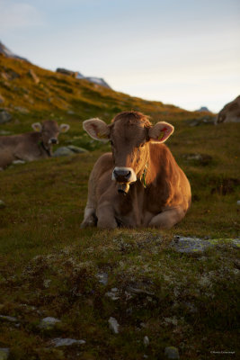 and the cows just waking up too
