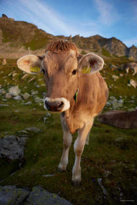 nice little calf