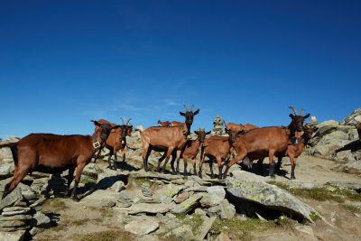 my only companions a herd of goats