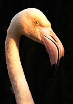 London Flamingo