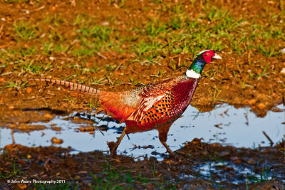Pheasant In A Hurry