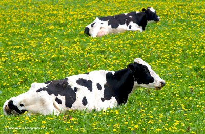 Daisy and Buttercup Among The Dandelions