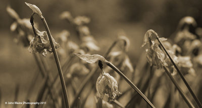 Decaying Daffs