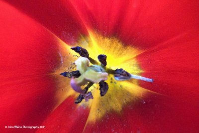 Inside A Tulip