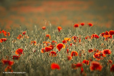 Poppies As Far As The Eye Can See