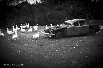 Geese and Rover 2000