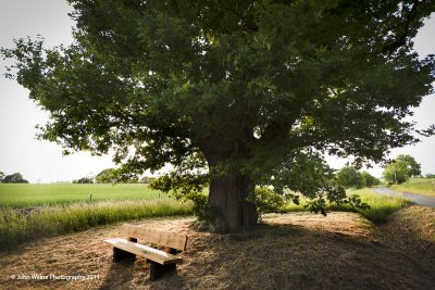 Meet Me Under The Old Oak Tree?