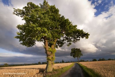 Two Trees Under a Turneresque Stormy Summer Suffolk Sky