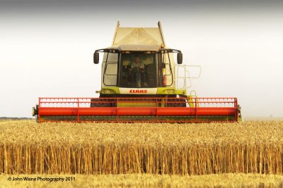 Wheat Harvest