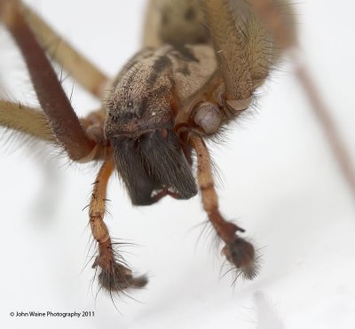 Spider - Fly's Eye View