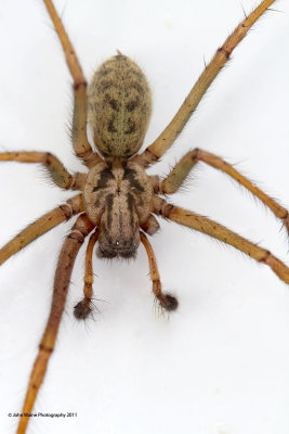 Seven-legged Spider
