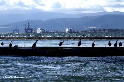 Shags and Gannets on Oil Rig