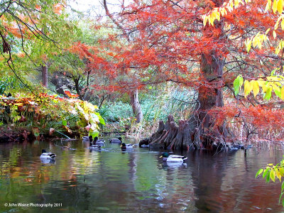 Ducks & Autumn Colours