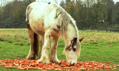 Pony & Carrots