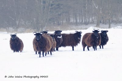 Soay Sheep Surviving Suffolk Sunday Snowscape