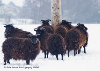 Soay Sheep Sheltering Under A .... Telegraph Pole !?!