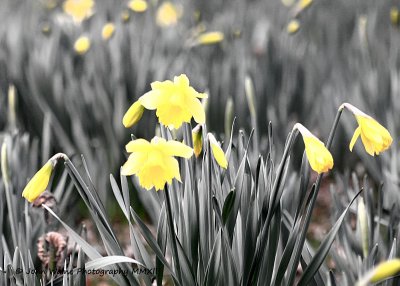 Daffodil Deception