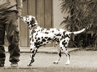 Dalmatian