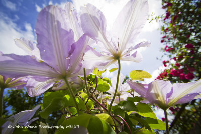 Clematis