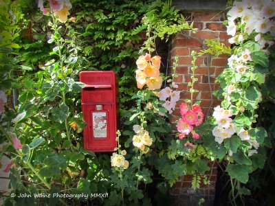 Postbox and Hollyhocks
