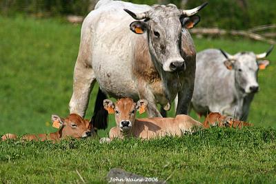 Cow and Calves in Pyrennean Mountain Meadow