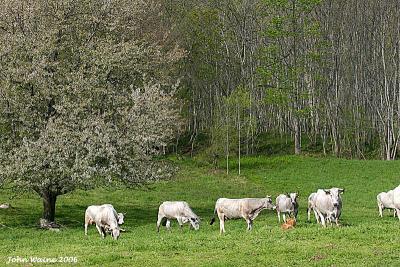 Cows in Pyreneean Meadow
