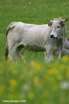 Steer in a Pyrennean Mountain Meadow