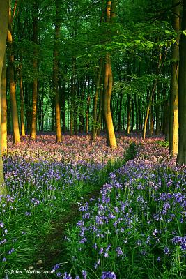 Dawn Bluebells