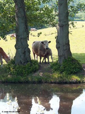 Canal Cow & Calf