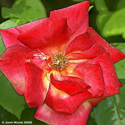 Longworth Rose