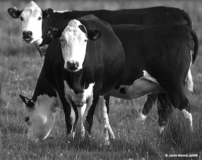 Black & White Cows