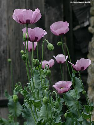 Pink Poppy Picture