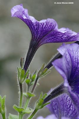 Purple Petunia Plant