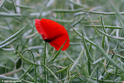 Poppy and Canola Pods