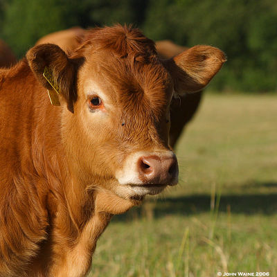 Limousin Heifer Calf