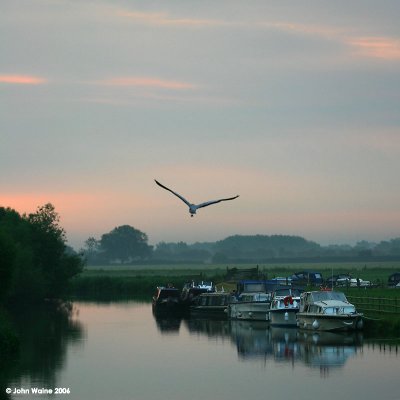 Heron Over The Thames at Radcot
